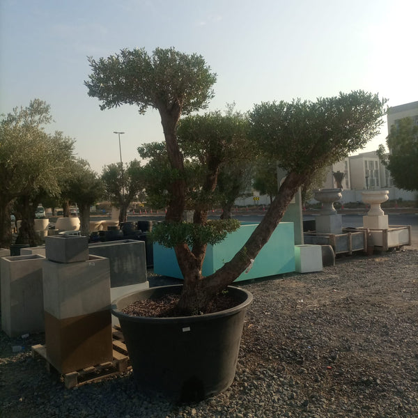 Tree Olea Europea | 1.5 - 2 m | 70 - 80 cm girth