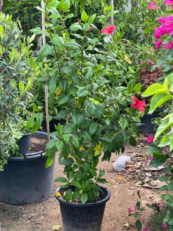 Hibiscus Tall