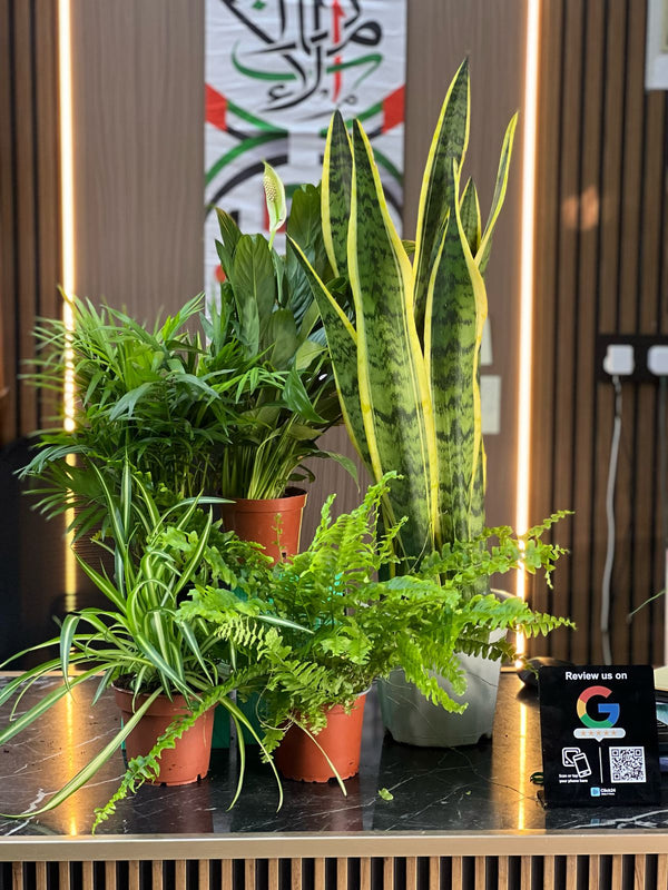 Eco friendly plants house in Dubai - Breath of Fresh Air