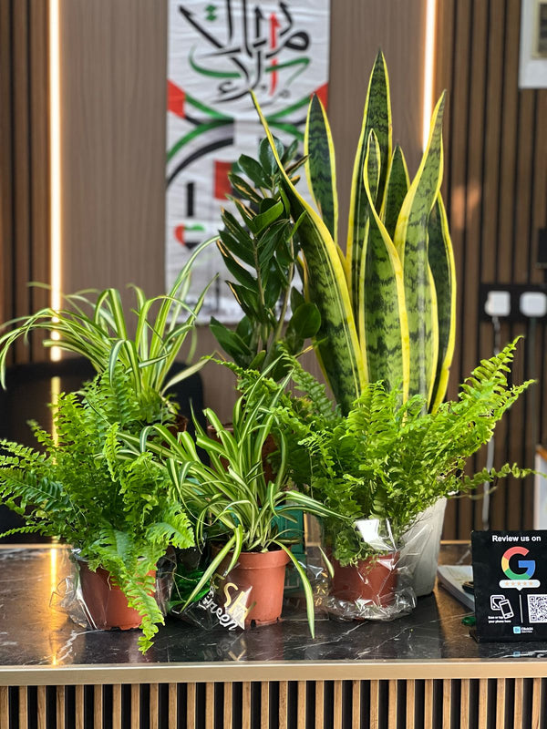 Workspace Plant Bundle