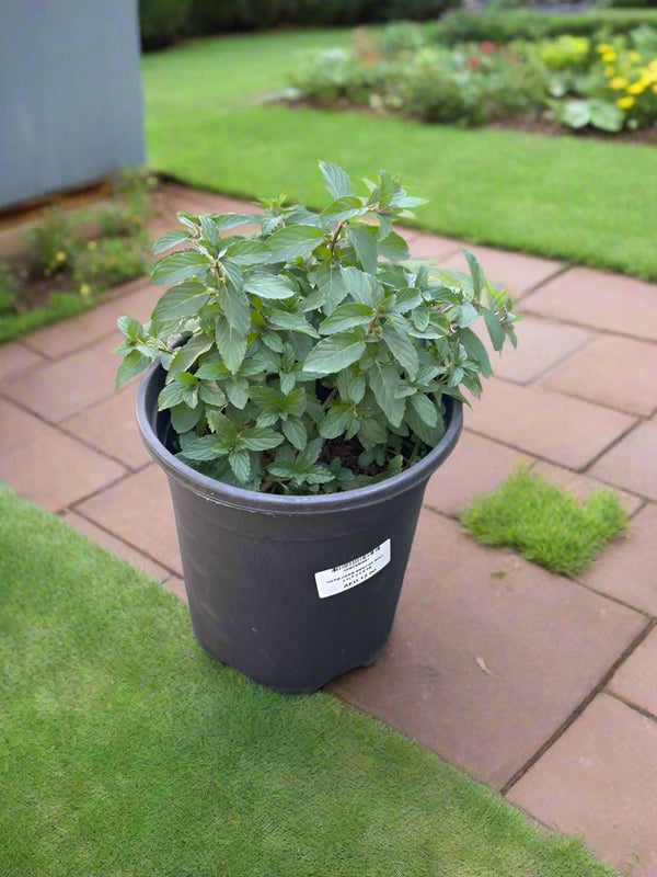 Herb Mentha Mint | 20 - 30cm