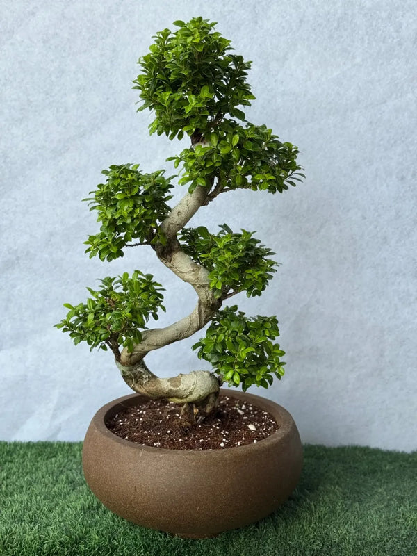 S-Shape Bonsai - Luxury Brown Pot