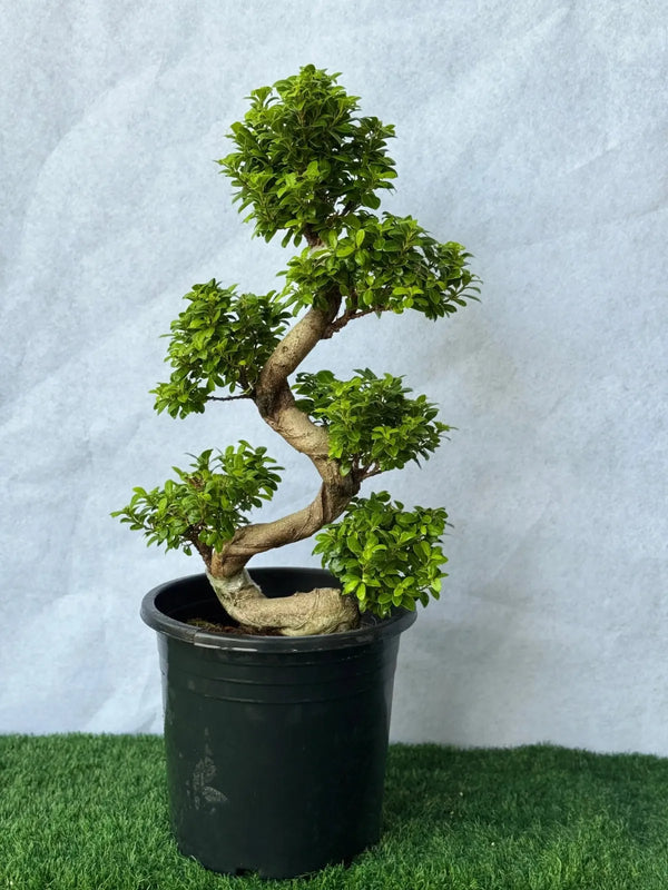 S-Shape Bonsai