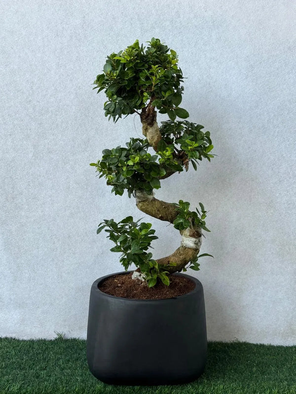 S-Shape Bonsai - Luxury Black Fiber Pot