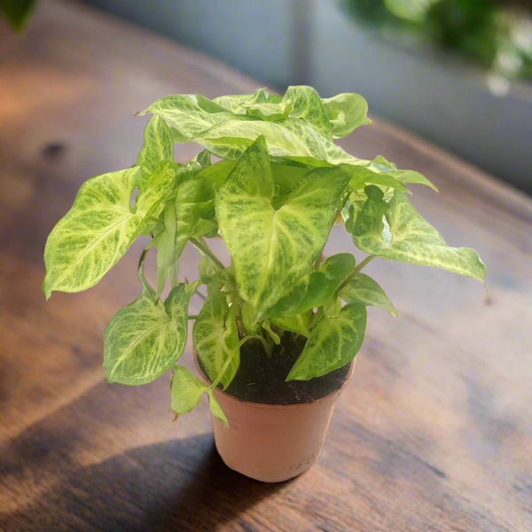 Syngonium Podophyllum (Arrowhead | Goosefoot) | 15 - 20 cm