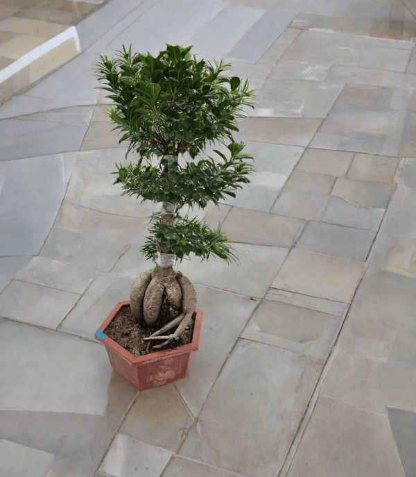 Tree Ficus Ginseng Bonsai (Ficus Microcarpa)