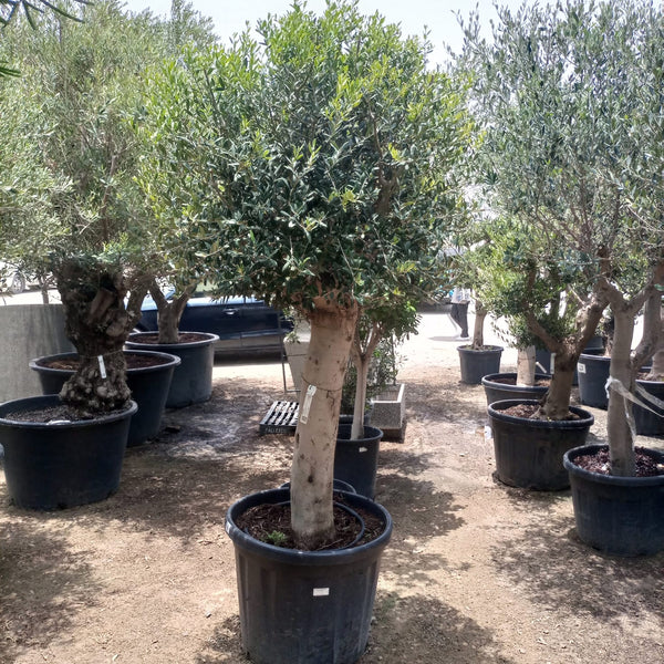 Tree Olea Europea (Olive Tree)