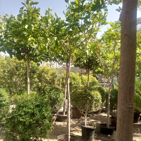 Tree Pongamia Glabra (Millettia pinnata) | 3.5 - 4.0 m | 18 - 20 cm girth