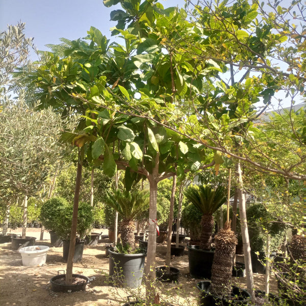 Tree Terminalia Catappa ( Indian or Tropical almond) | 4.0 - 4.5 m | 20 - 25 cm girth
