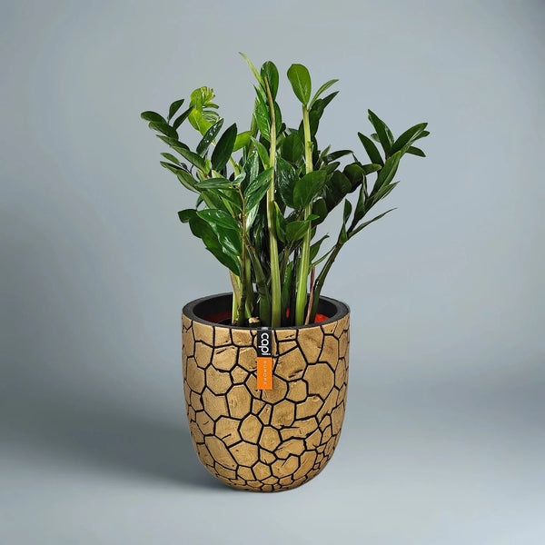 Zamioculcas Zamiifolia (ZZ Plant) | 80 - 90 cm