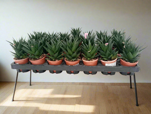 Zebra Cactus (Haworthia fasciata Concolor) | 8 - 10cm