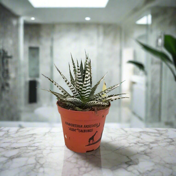 Zebra Plant (Haworthia fasciata African Albinoi) | 10 - 15cm